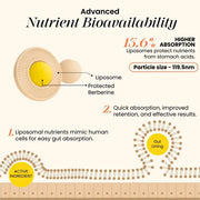 Cannazo LIPOSOMAL BERBERINE